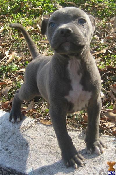 American Pit Bull Puppies for Sale